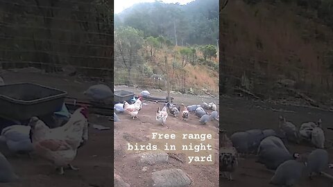 Farm surveillance. Free range birds