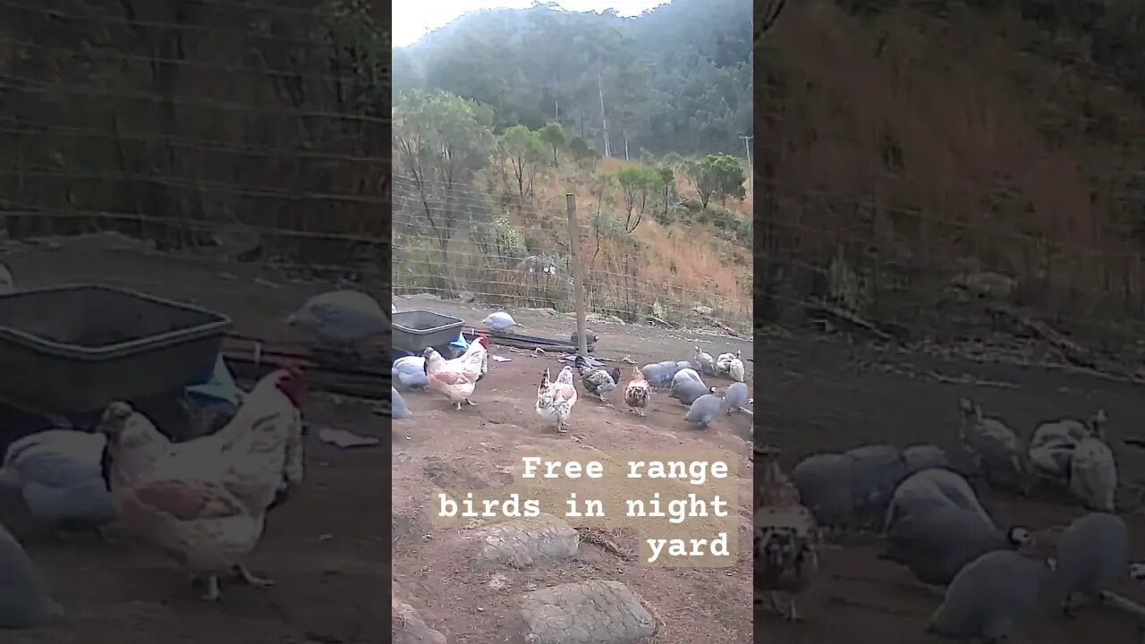 Farm surveillance. Free range birds