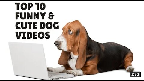 Top 10 Funny dogs ,777