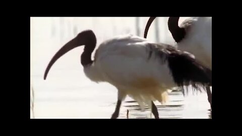 Nile Ibis Birds Create Swimming Pools BBC Earth