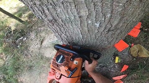 Big Oak Next to Power Lines
