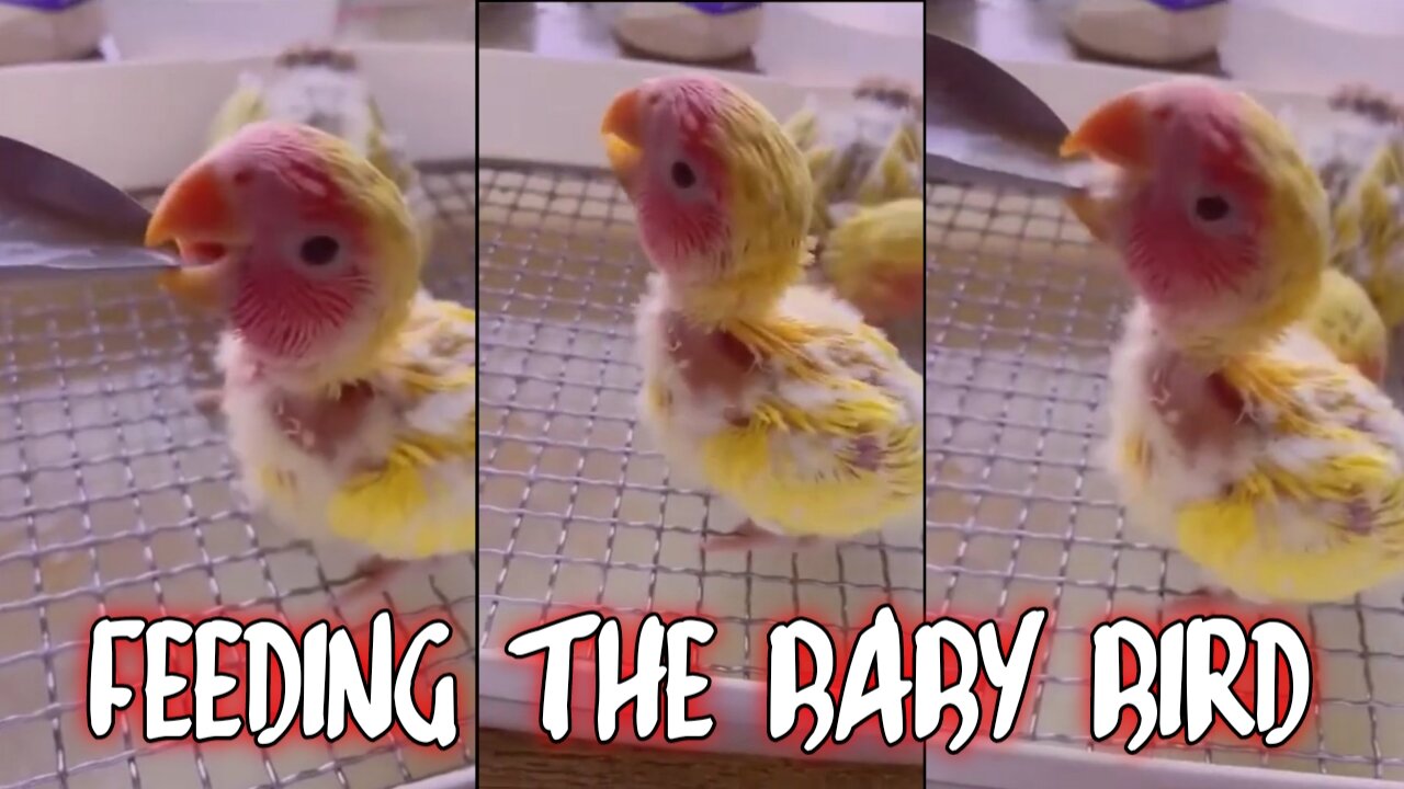 Feeding the baby bird, Eating the baby Bird