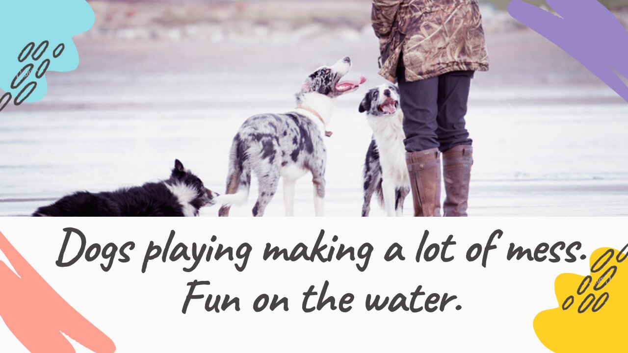 Dogs playing making a lot of mess. Fun on the water.