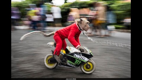 SMART MONKEYS RIDING A MOTORCYCLES HAPPILY