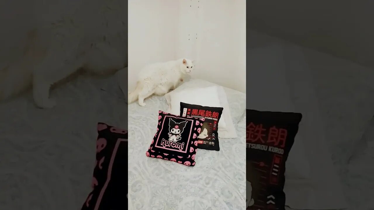 Brancão se enturmando com Lil-Rom luta é a primeira brincadeira de todos os mamíferos