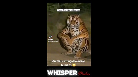 animals sitting down like human