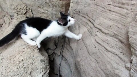 Our Cats #97 #shorts - Panqueeñou & Pasha Conquer ‘Mission Impossible’ Rock Climb - PART 2