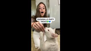 Simple Cat Tricks to Teach Your Kitty!