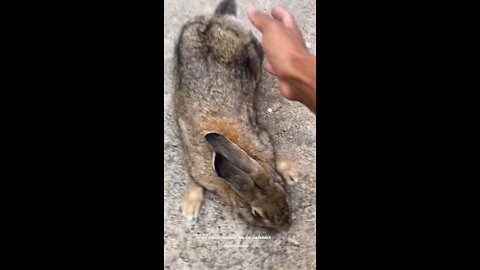 they ask me why I love my rabbit ...