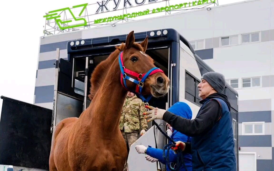 12 sport horses set off on a plane trip to Dubai from Zhukovsky aboard a Sky Gates transport plane