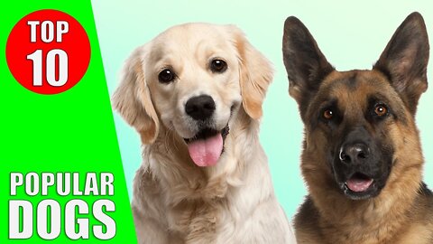 List Of The TOP 10 Most Popular Dog Breeds In The World!