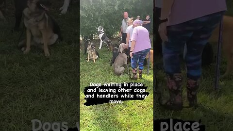 Obedience and stability #dogtraining