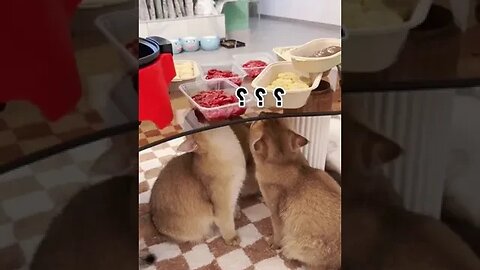 CAT VIDEO