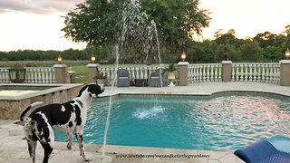Great Dane and Pointer Have Fun with Pool Water Fountains