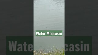 Water moccasin after my dog