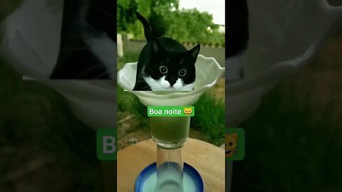 Gato Bartolomeu Tunico 😸