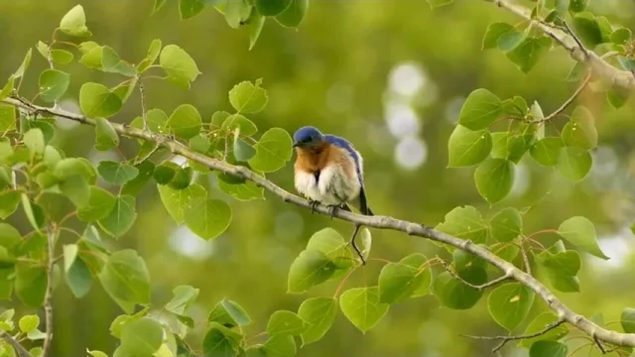 music # for # healing # stress # relief, # fatigue, # depression, # negativity, # detox # of negativ