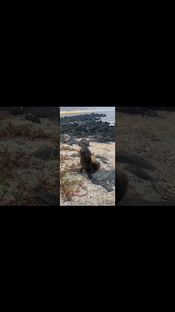 ✅ This little noise it made 😭#shorts #fyp #news