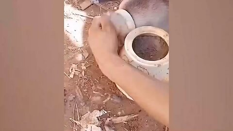 Animals That Asked People For Help & Kindness