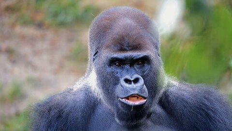 "Western Lowland Gorilla: Guardians of the African Rainforest"