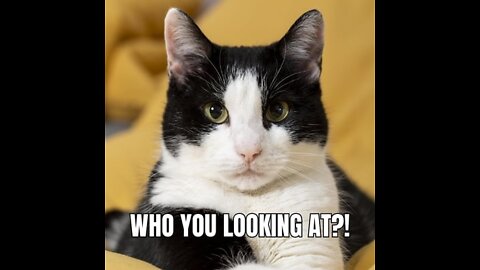 Cats talking !! these cats can speak English better than humans #1