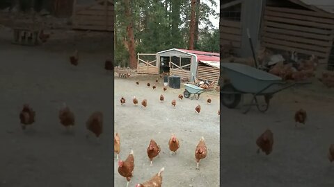 #chickens #shorts