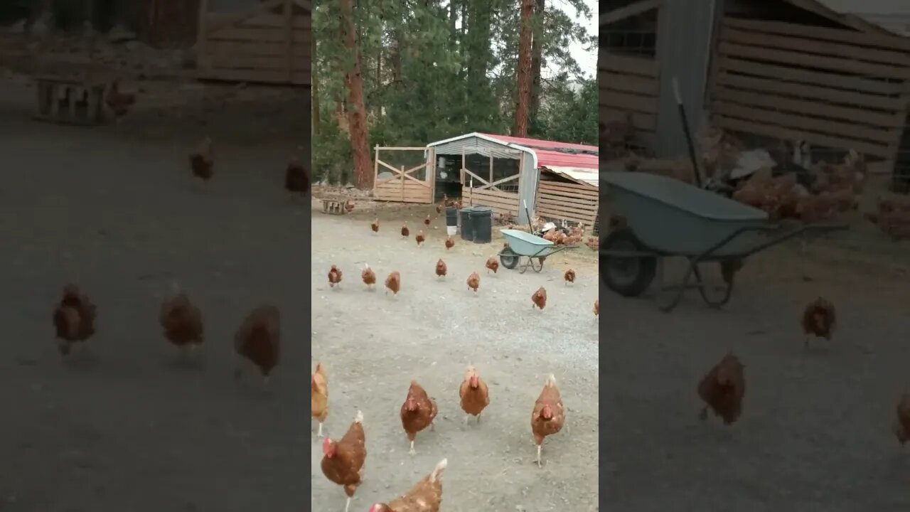 #chickens #shorts
