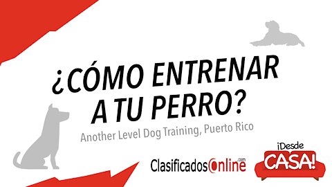 Como entrenar a tu perro para seguridad o servicio - ClasificadosOnline.com