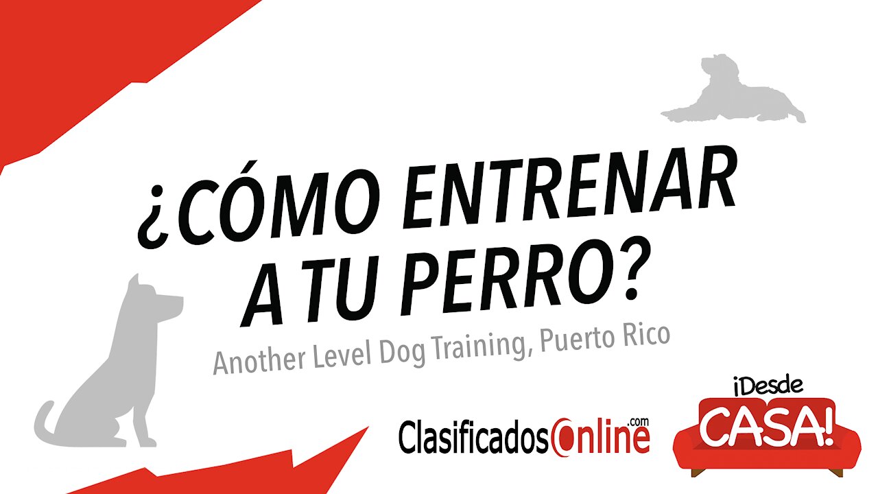 Como entrenar a tu perro para seguridad o servicio - ClasificadosOnline.com