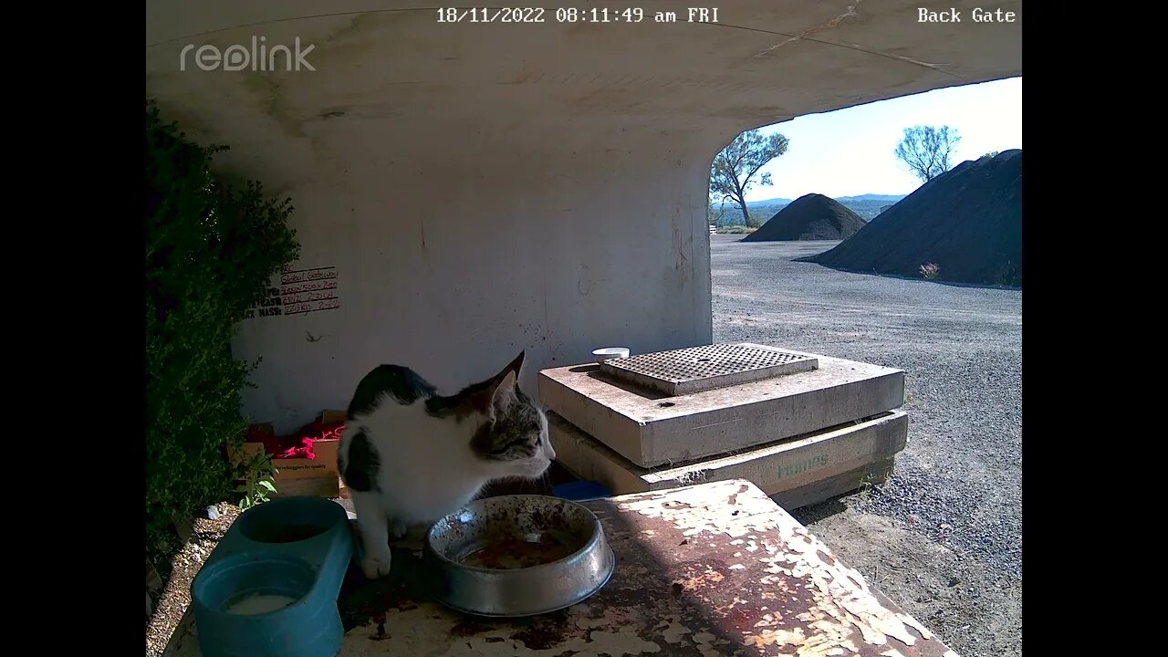 Porkchop 18:11 8 15am