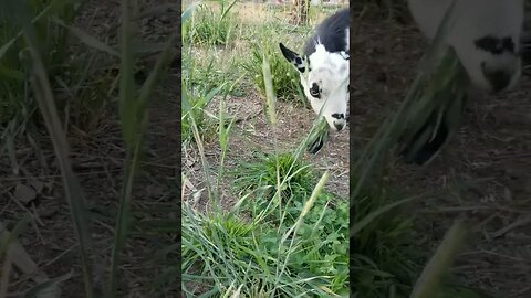 #goats #homesteading #homestead #farmanimals #farm #farmlife #homesteadlife #cuteanimals