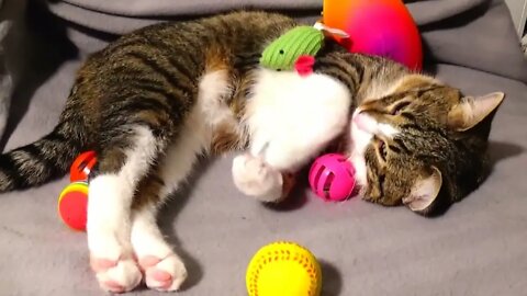 Sweet Cat Stretches His Paws