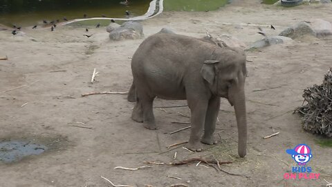 Animals At Zoo || Part 2 || PetLover