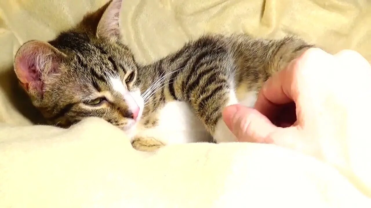 Rudolph the Red Nosed Kitten Is Scratching His Little Ear