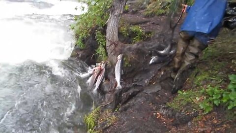 Net Fishing Salmon