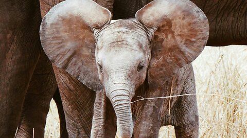 Beautiful Piano Music, Study Music, Meditation Music with Elephants