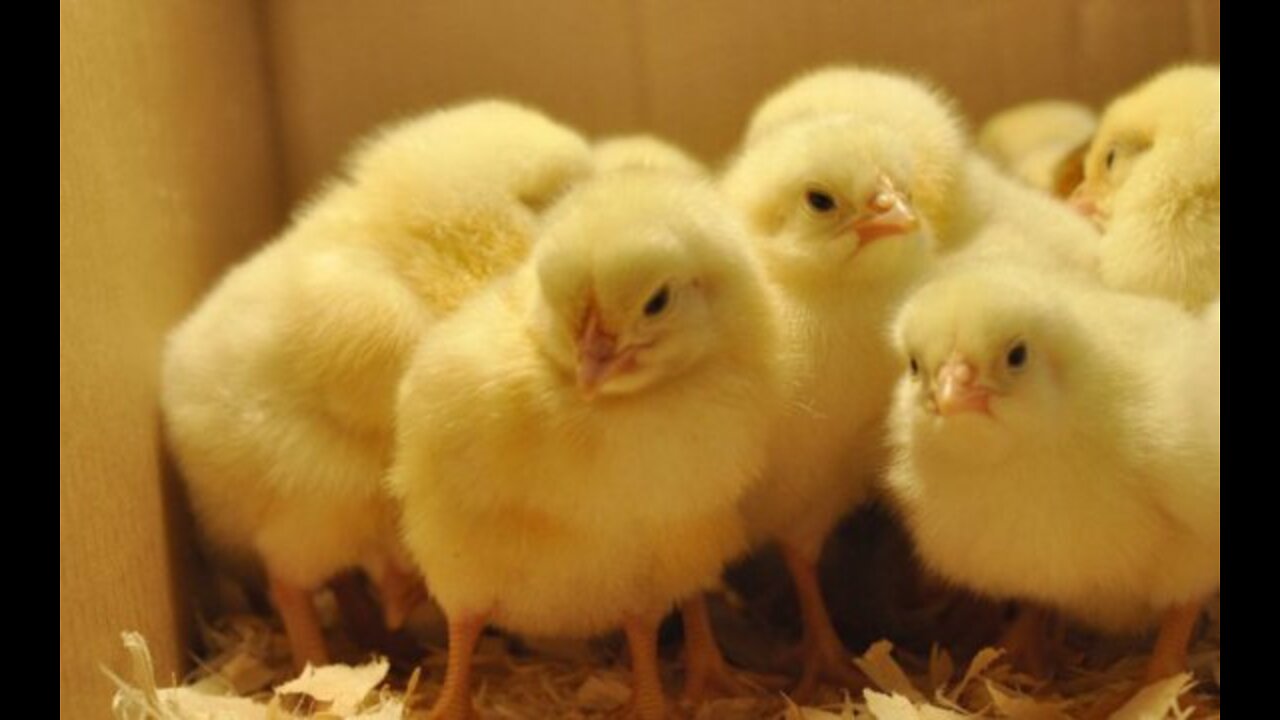 chicken farm /Part 2