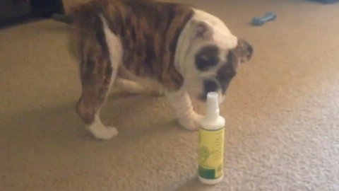 English bulldog puppy confronts his enemy