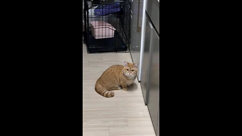 cat Reaction 🤩