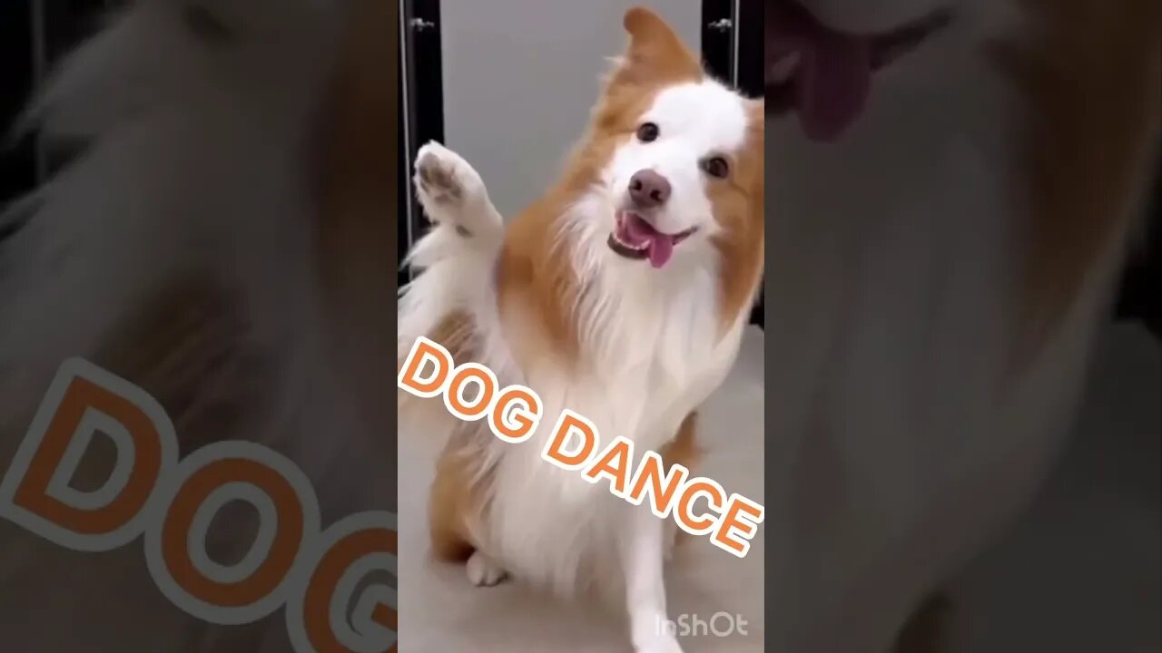 #shorts #animal #dance #short #youtubeshorts #shortvideo #youtube #watch #subscribe