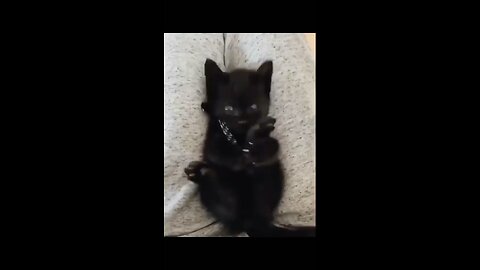 Kitty discovered its feet.. 😅