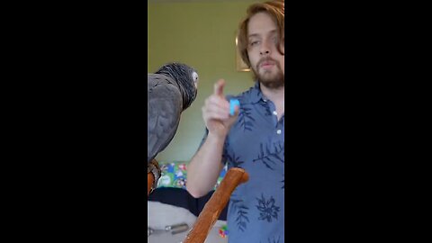 Marvellous training to the tame grey parrot