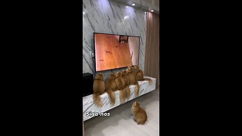 My cat family find mouse