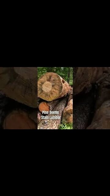 Falling A Huge Dead Tree And Turning It Into Free Lumber #shorts