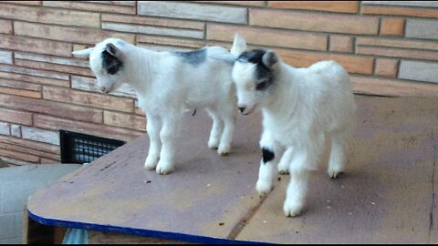 WE LOVE GOATS ON THE ROOF!