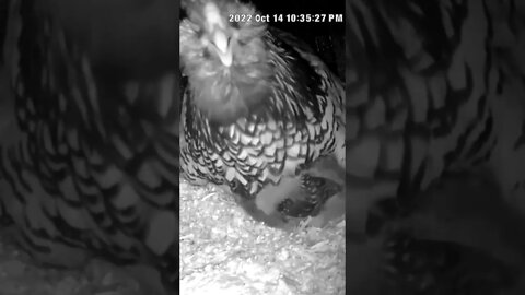 Watching abandoned chicks with new hen and her chicks