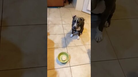 Happy Thanksgiving #einsteinsbackyard #shorts #arizona #short #shortvideo #pittiesofyoutube #dog