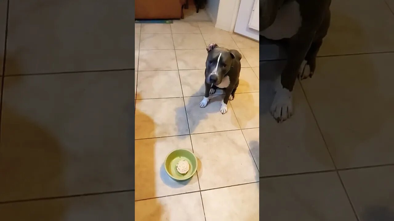 Happy Thanksgiving #einsteinsbackyard #shorts #arizona #short #shortvideo #pittiesofyoutube #dog