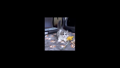 Cute Cat's funny video