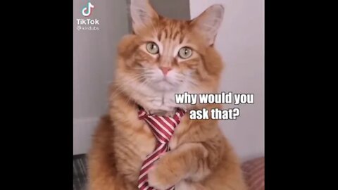 Funny animal voice overs by @klrdubs